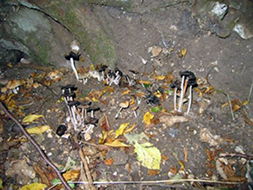 Glistening ink-cap about to disolve